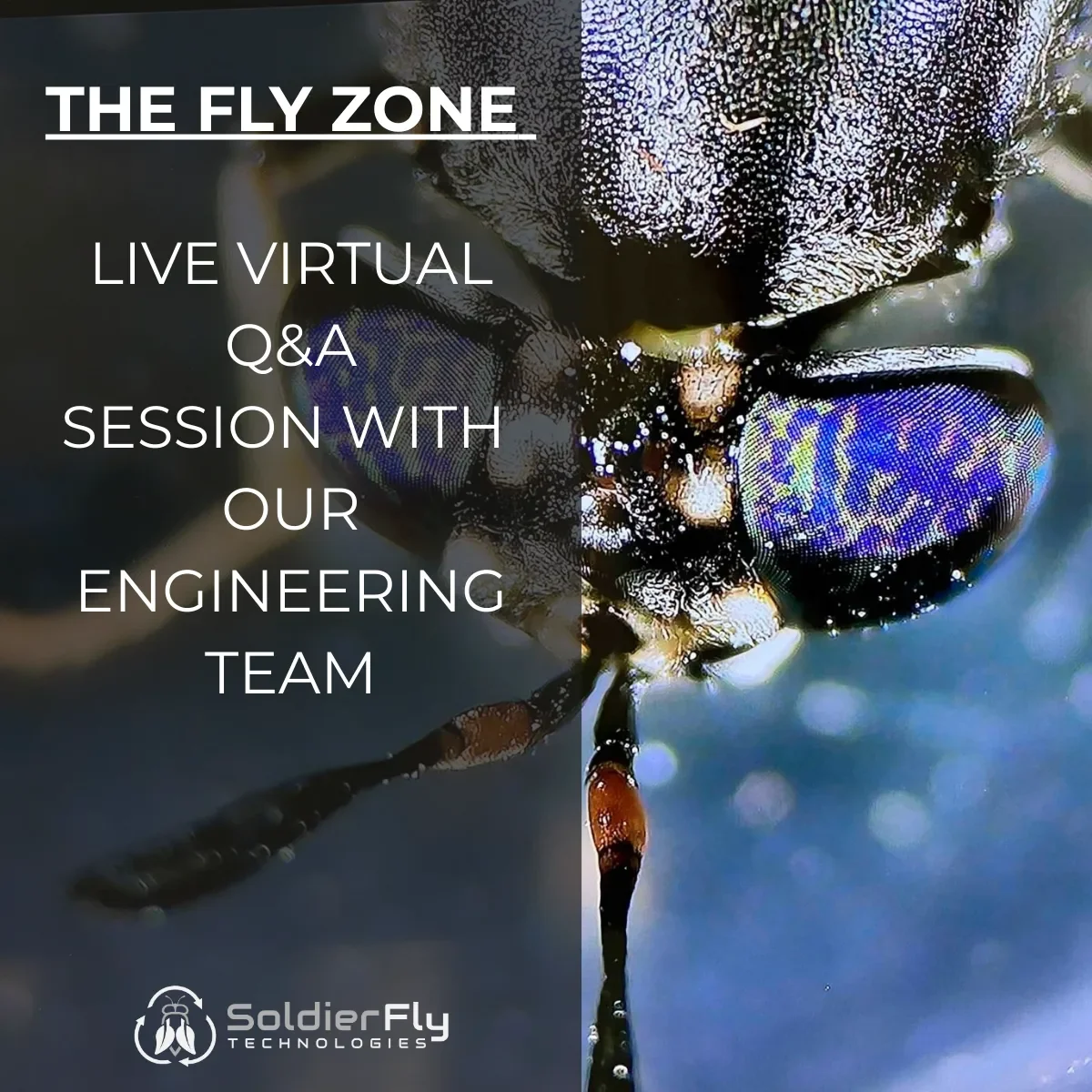 The Fly Zone educational platform providing Black Soldier Fly farming resources and technical guides.