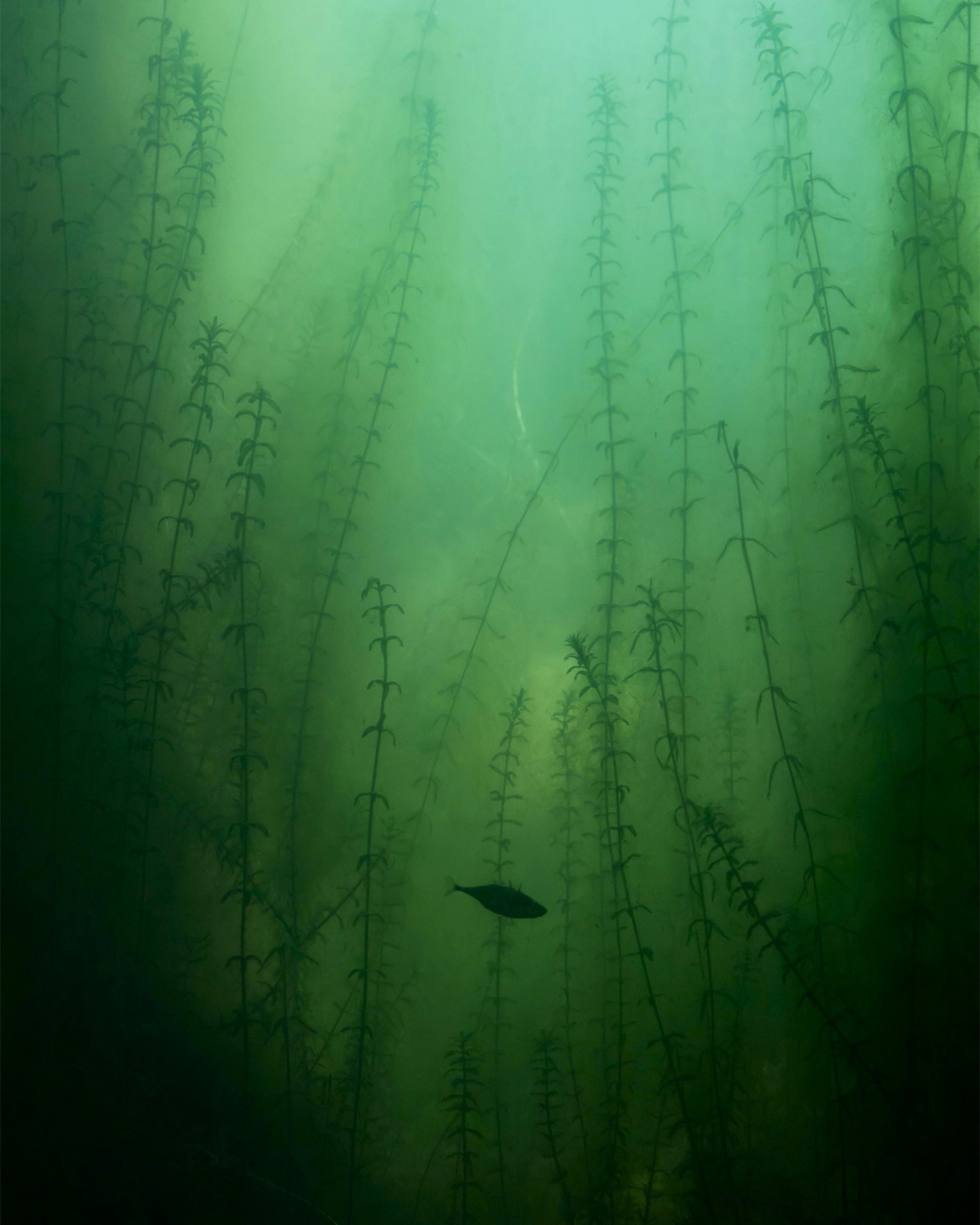 Untitled_Artwork(3).jpg
