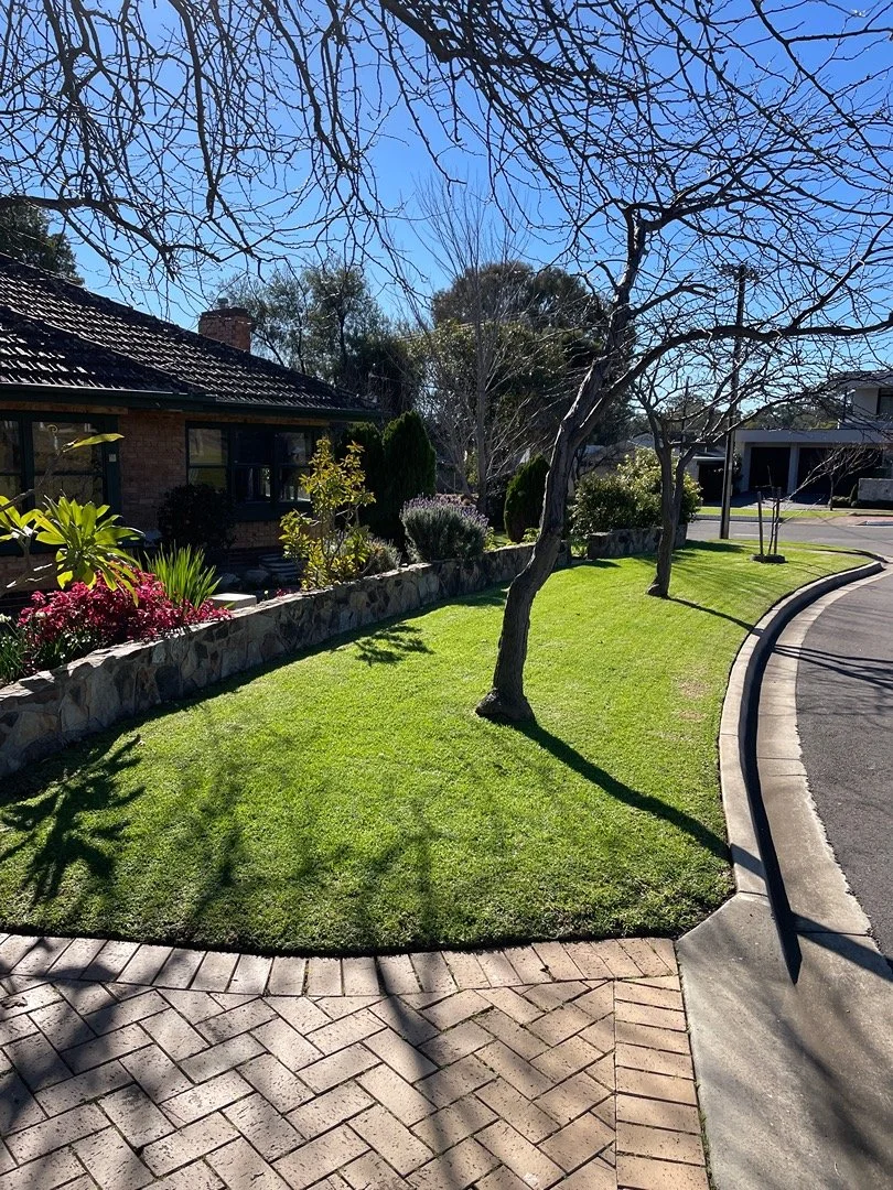Residential front yard with green lawn, leafless trees, flower bed with pink and purple flowers, brick sidewalk, and curved asphalt driveway with a curb