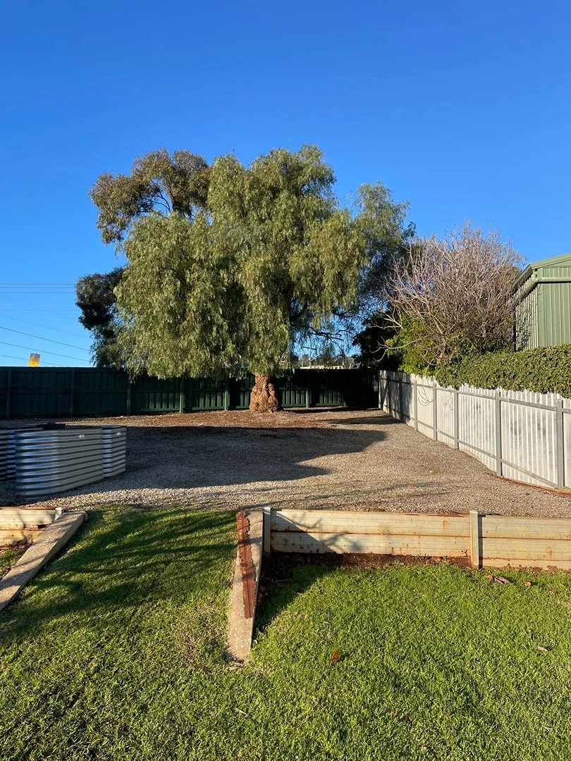 A backyard with a large tree, a green fence, and a partly wet gravel area. There is a small grassy patch and a rusted metal planter box in the foreground. The sky is clear and blue.