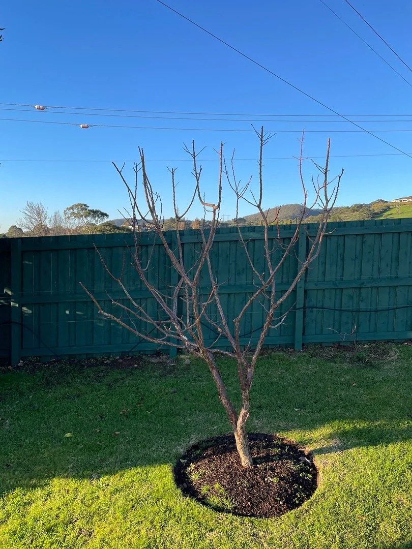 A young leafless tree planted in a round patch of soil on a green lawn, with a green wooden fence and a hillside with trees in the background, under a blue sky with power lines overhead.