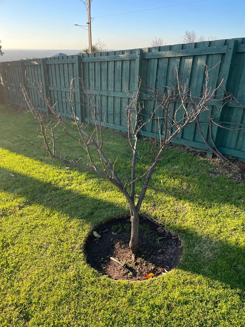 A small leafless tree with multiple branches planted in a garden bed with dark soil, surrounded by green grass and a wooden fence in the background.