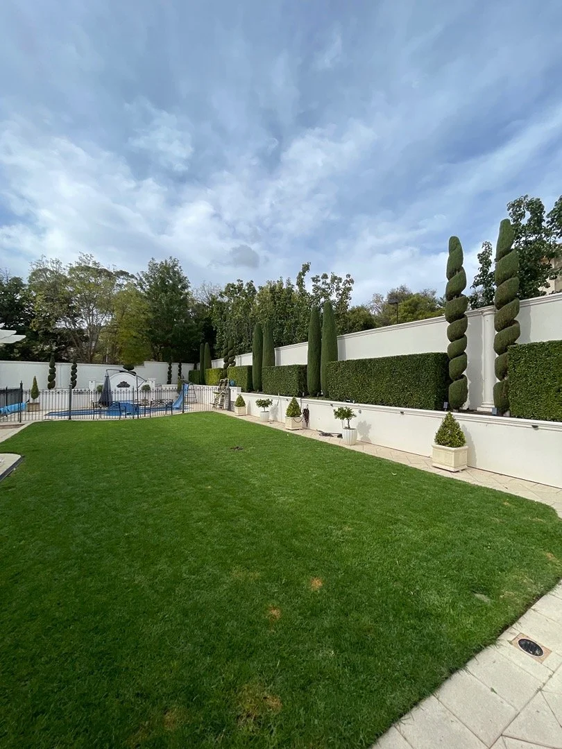 A backyard with a well-maintained lawn, a white wall with tall, spiral-shaped topiary trees, and smaller potted trees lining the wall. In the background, there's a fenced-in swimming pool area with a small blue canopy.