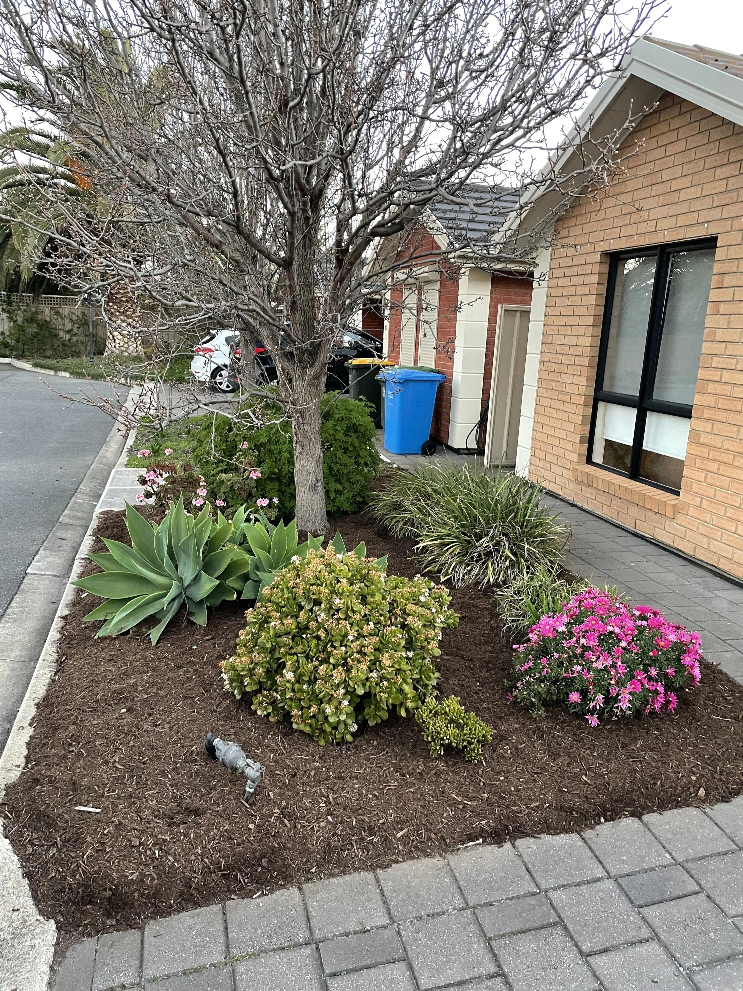 A landscaped garden bed with early spring plants, a leafless tree, and a brick and siding house in the background. There are pink and white flowers and a garden hose nozzle on the ground.