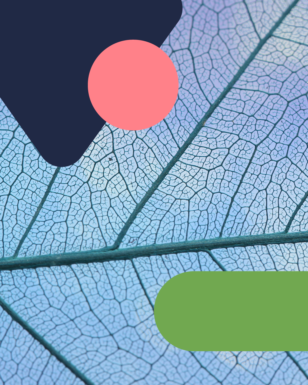 Close-up of a blue leaf with visible intricate vein pattern, overlaid with abstract shapes in dark blue, pink, and green.