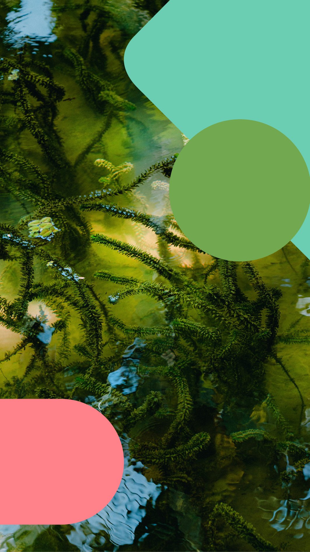 Close-up of green aquatic plants and algae in water with colorful abstract shapes overlaid.