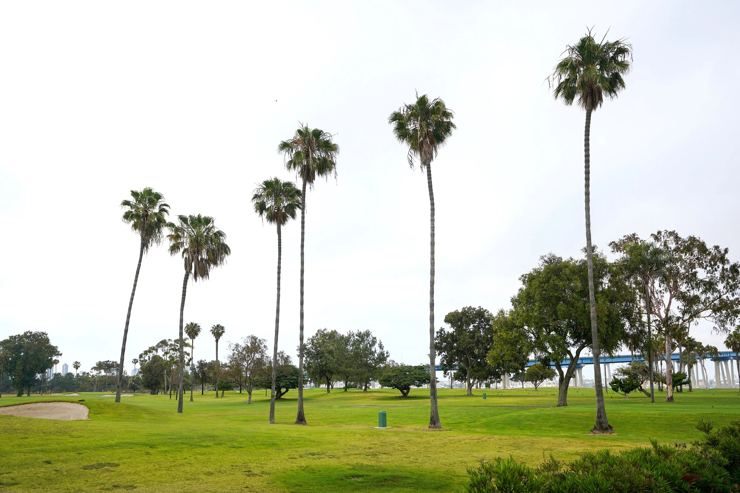 Row of tall palm trees in a grassy park area with a golf course bunker on the left and a highway overpass in the distance under an overcast sky.
