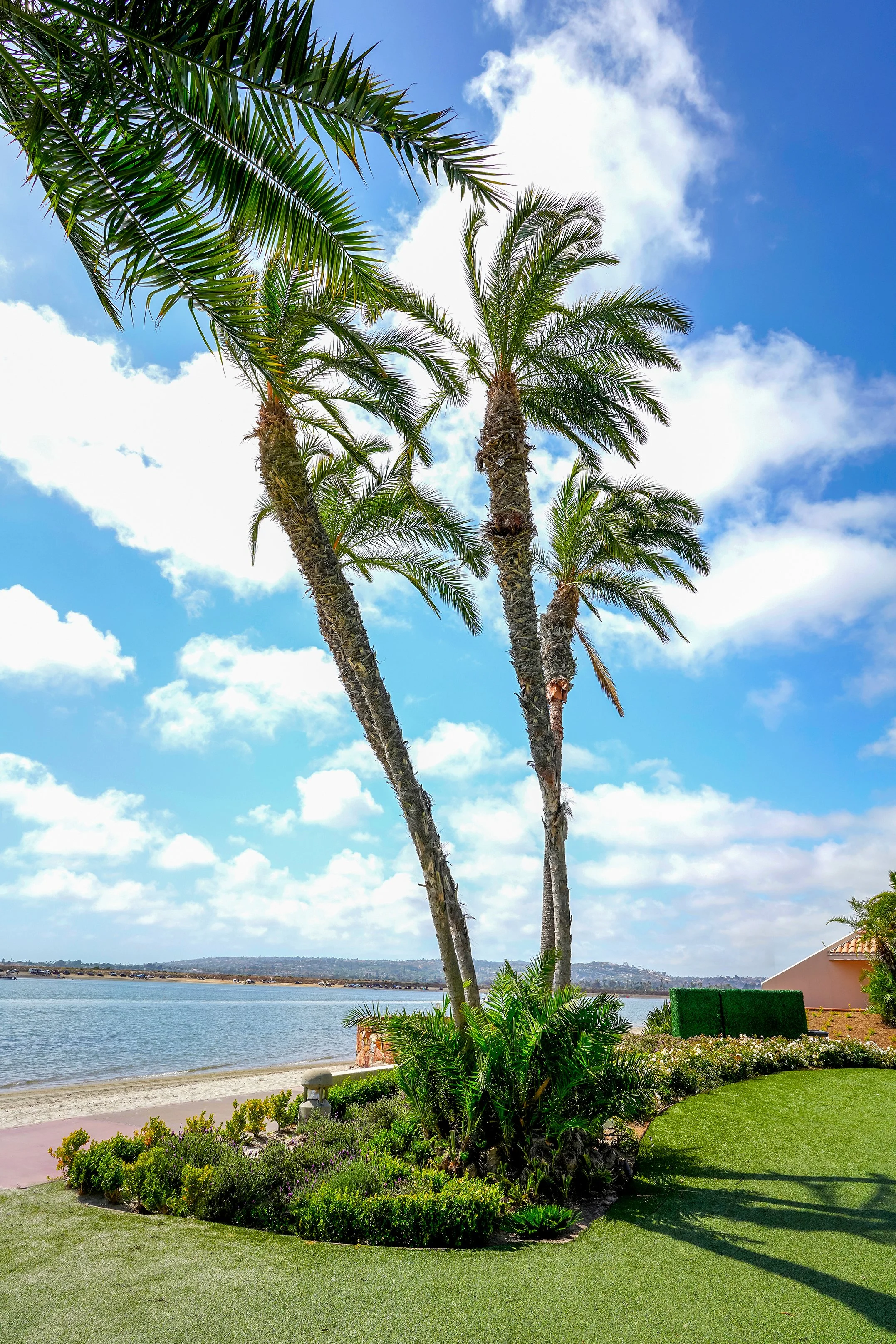 mission-bay-palm-trees-beach.jpg