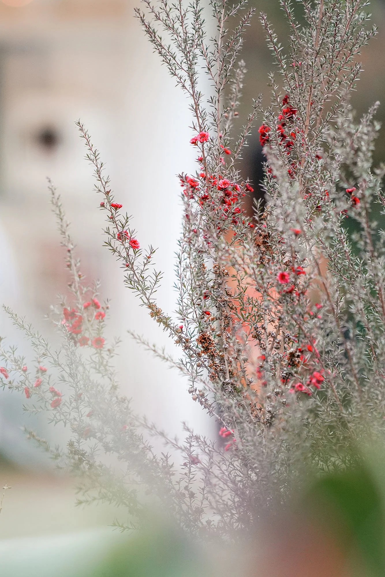 ed-new-zealand-tea-tree-shrub.jpg