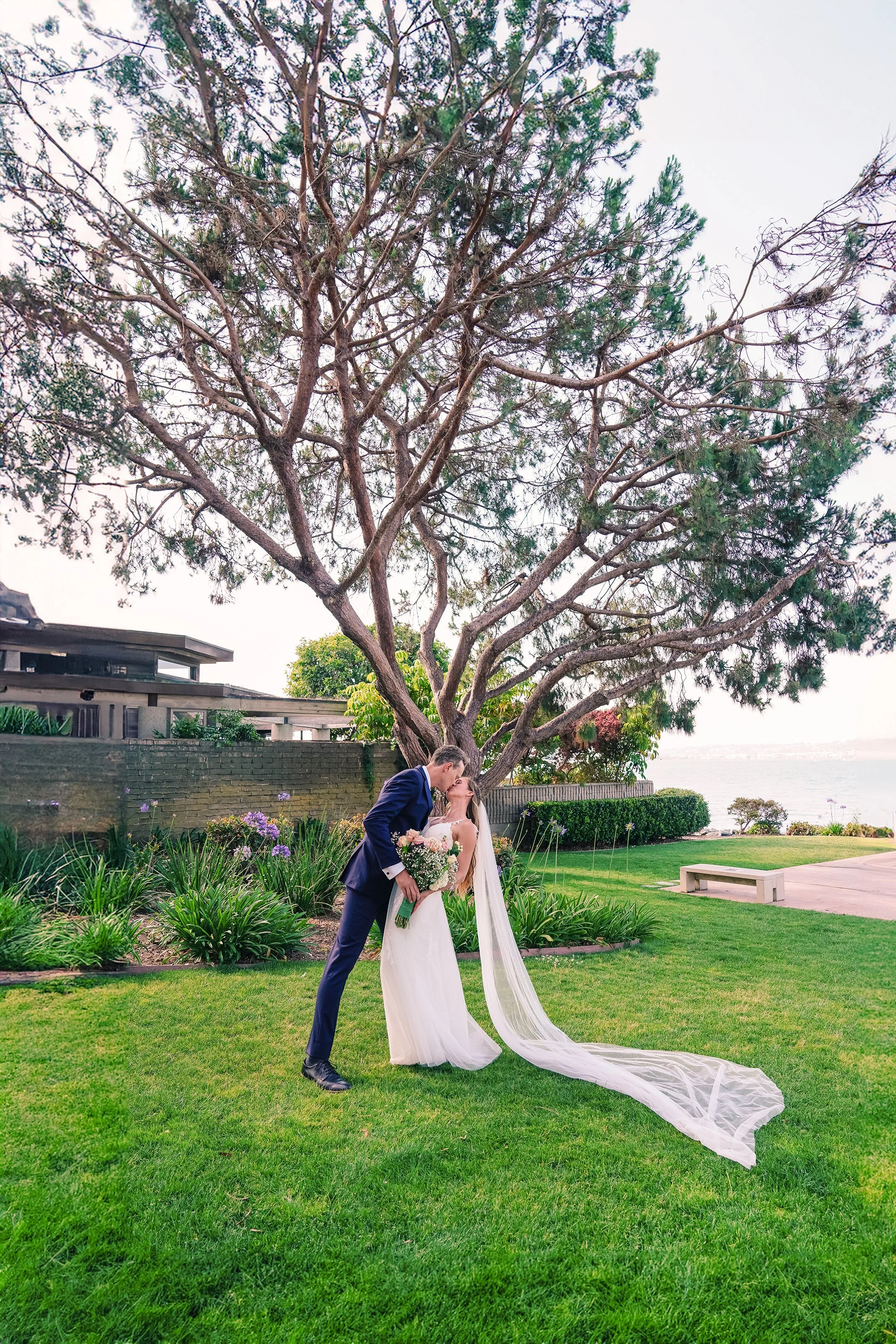 A wide vertical portrait of a groom in a navy blue suit dipping and kissing a bride in a white dress on a green lawn. They are positioned directly under a large, expansive pine tree. The bride’s long white veil stretches out across the grass behind t
