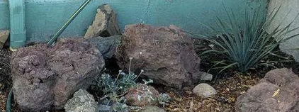 Decorative rock garden with large rocks, small plants, and an agave plant against a blue wall.