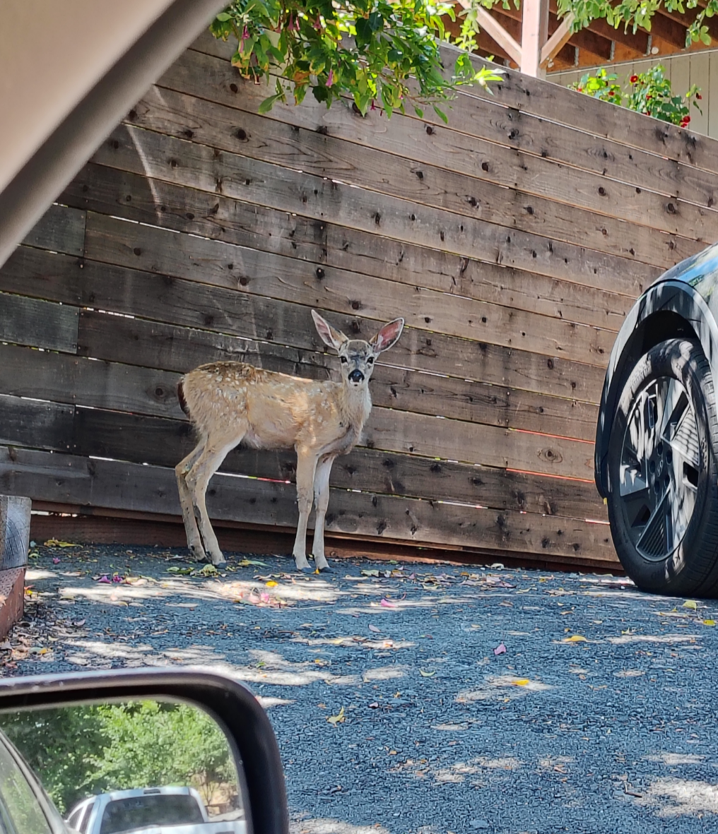 A young, tawny-colored fawn with fading white spots on its back stares at the camera. It is in front of a brown wooden fence, and the picture is being taken from inside of a car.