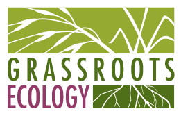 Logo for Grassroots Ecology featuring a green background with white plant roots and flowers, and green and purple text. The grass depicted is Purple Needlegrass.