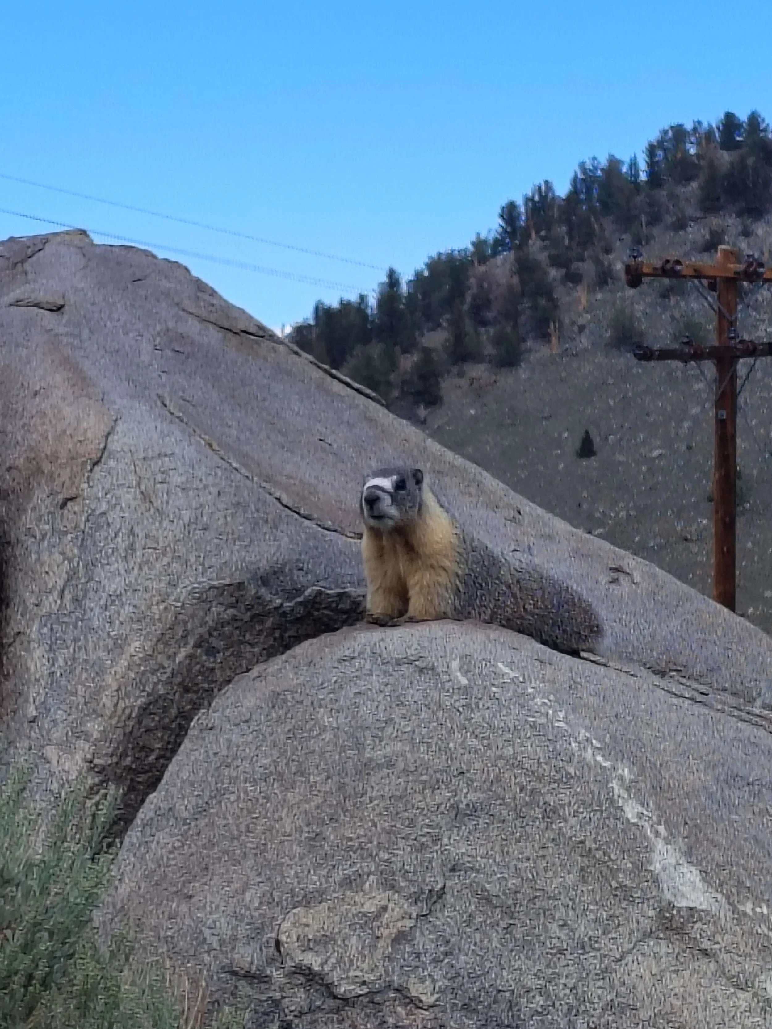 An American Marmot perched on a gray boulder looks suspiciously at the camera.