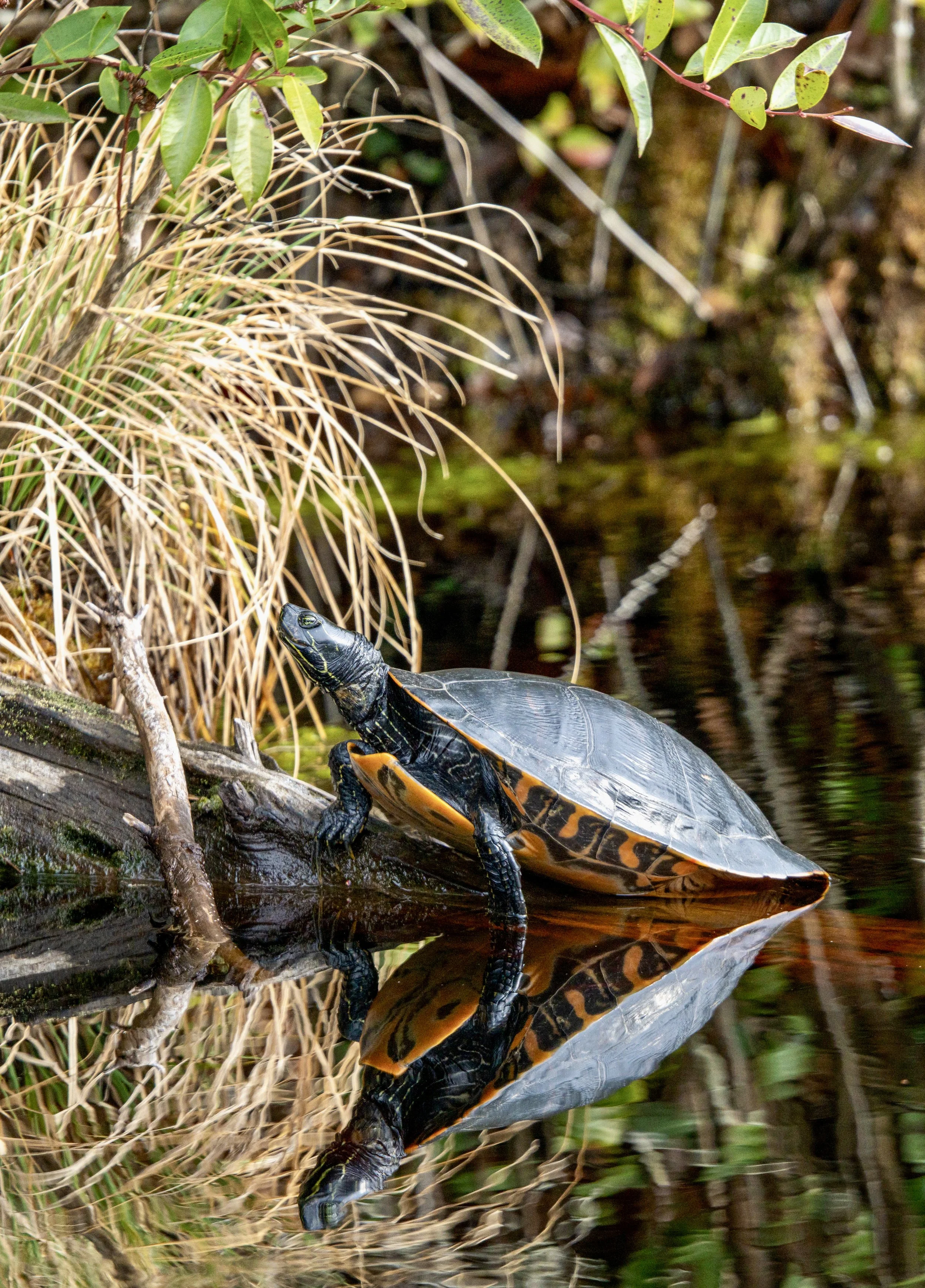 Painted Turtle on a Log
