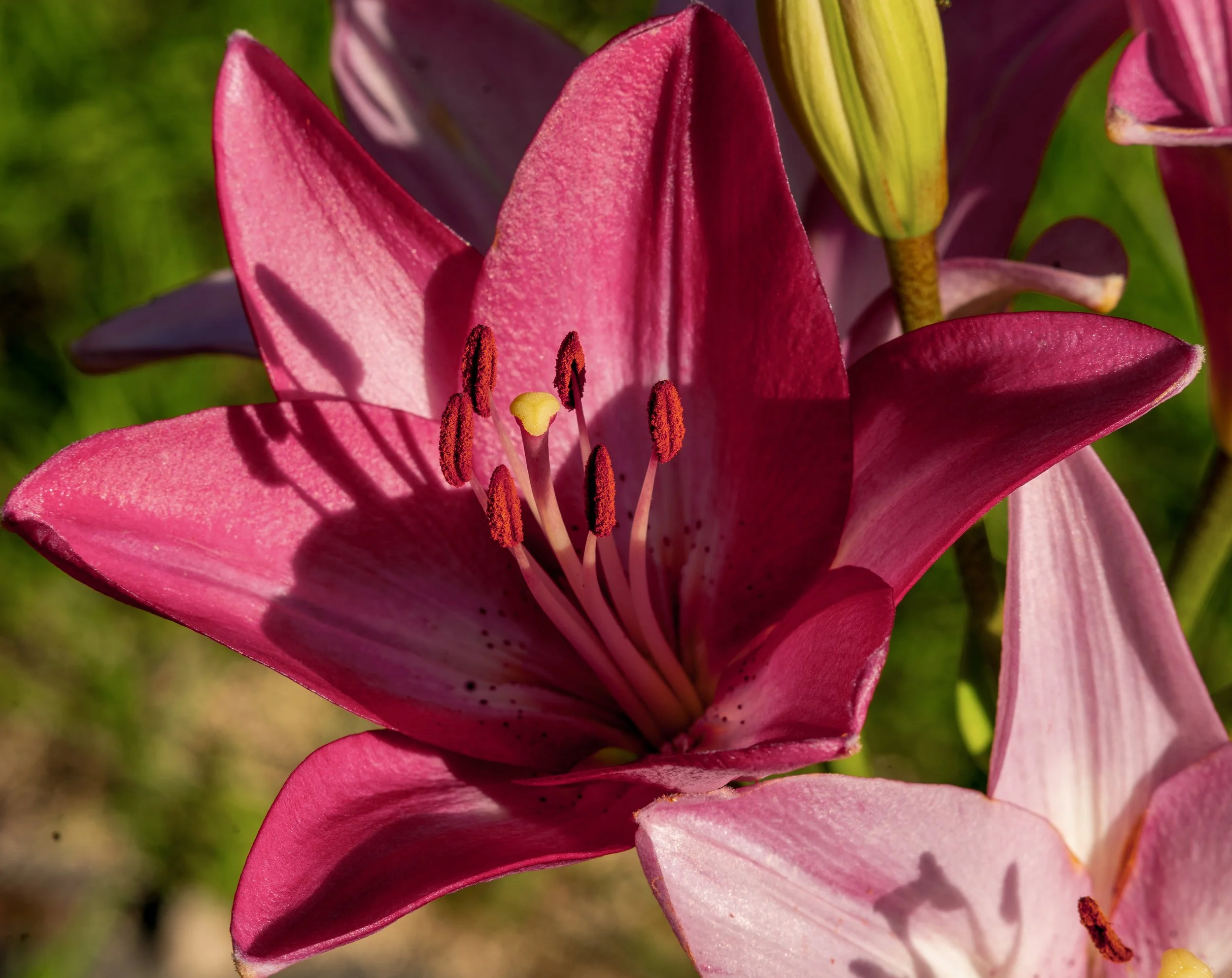 Stargazer Lily