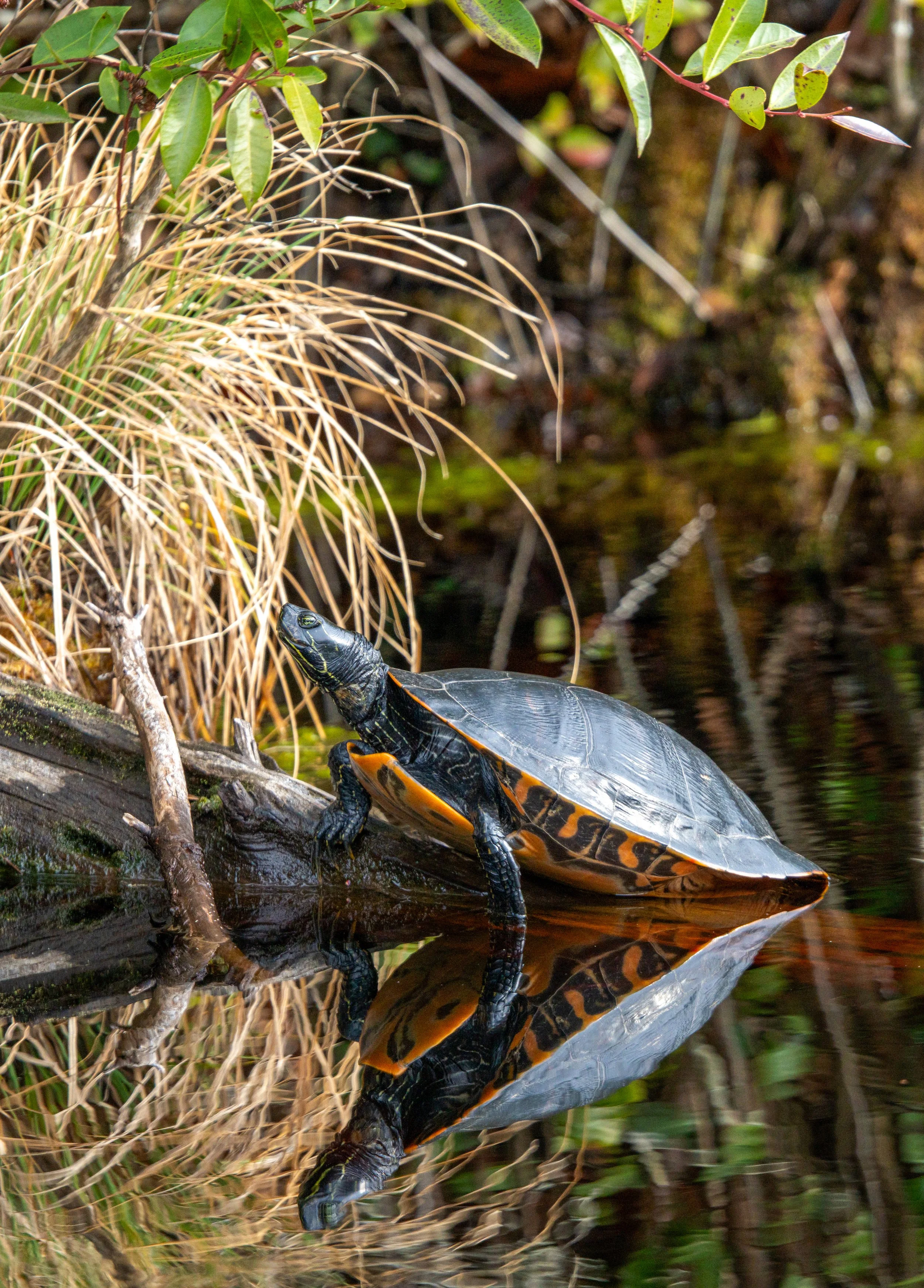turtle.jpg