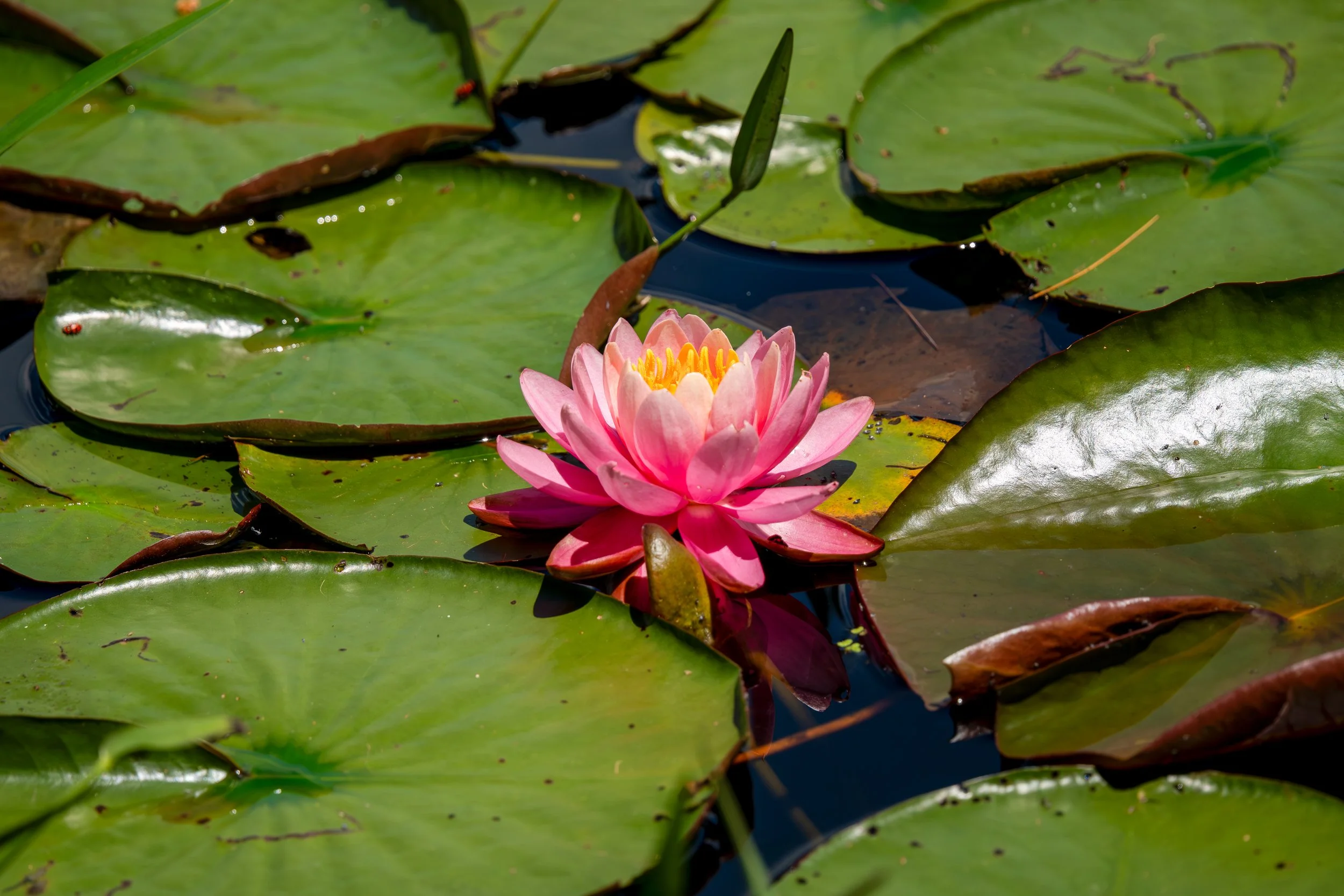 LIMITED EDITION Pennsylvania Water Lily
