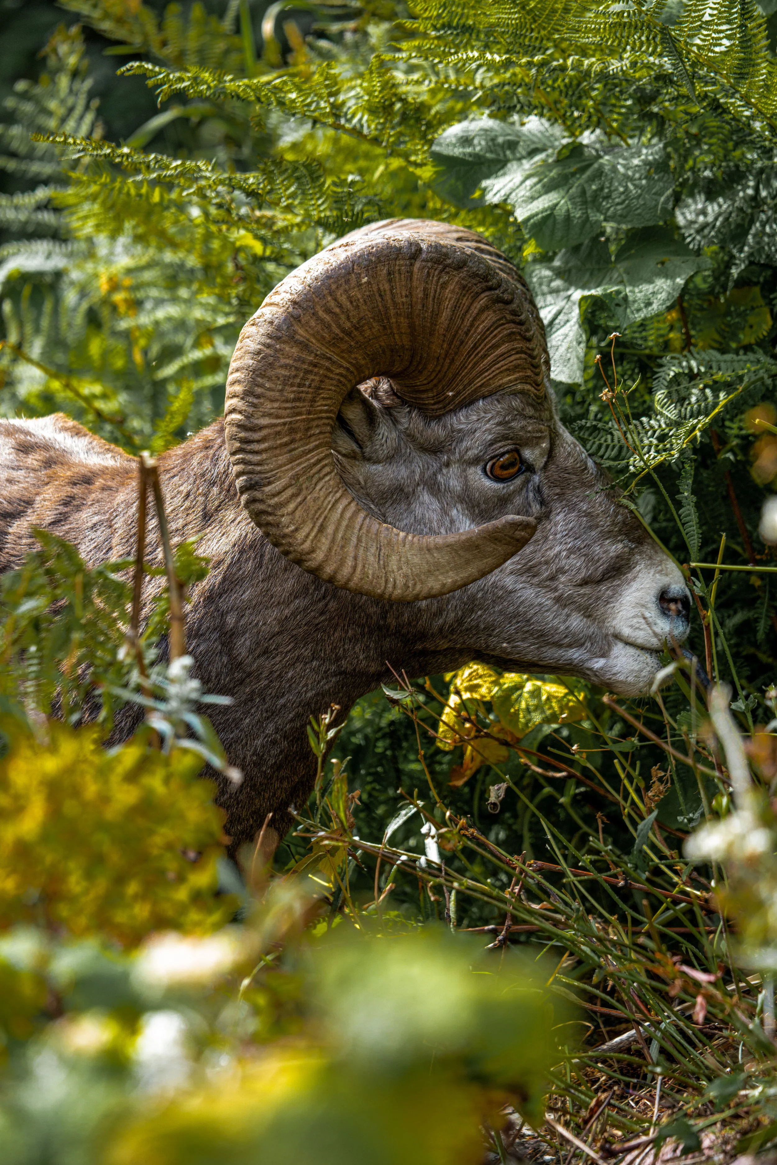 BIG HORN 1.jpg