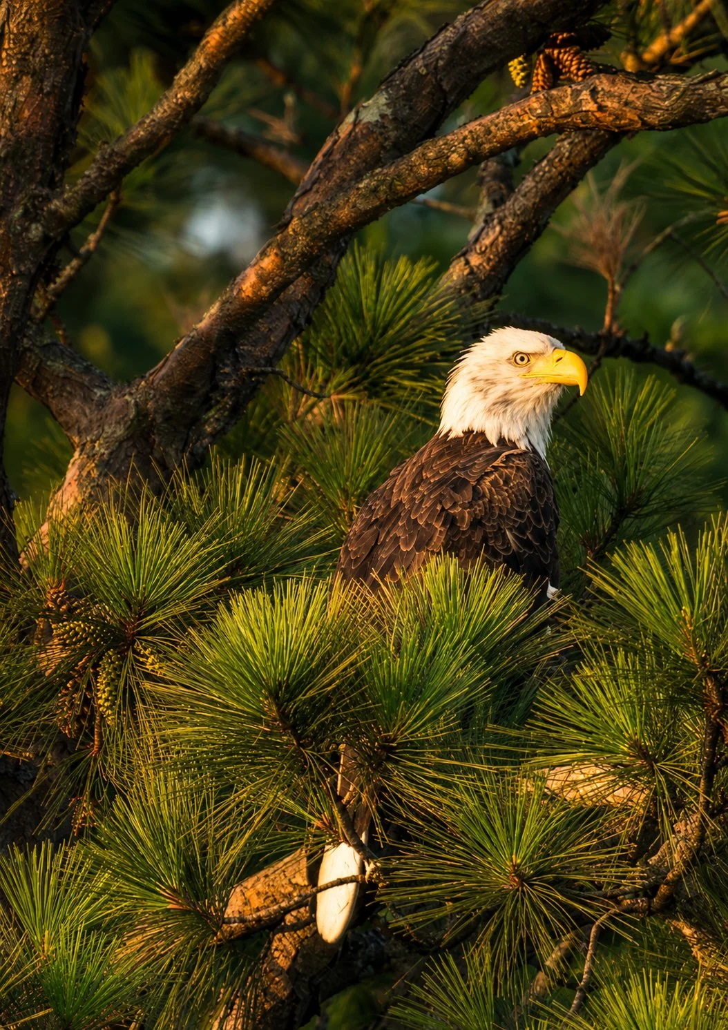Jordan Lake Bald Eagle- Golden Hour from the Canoe