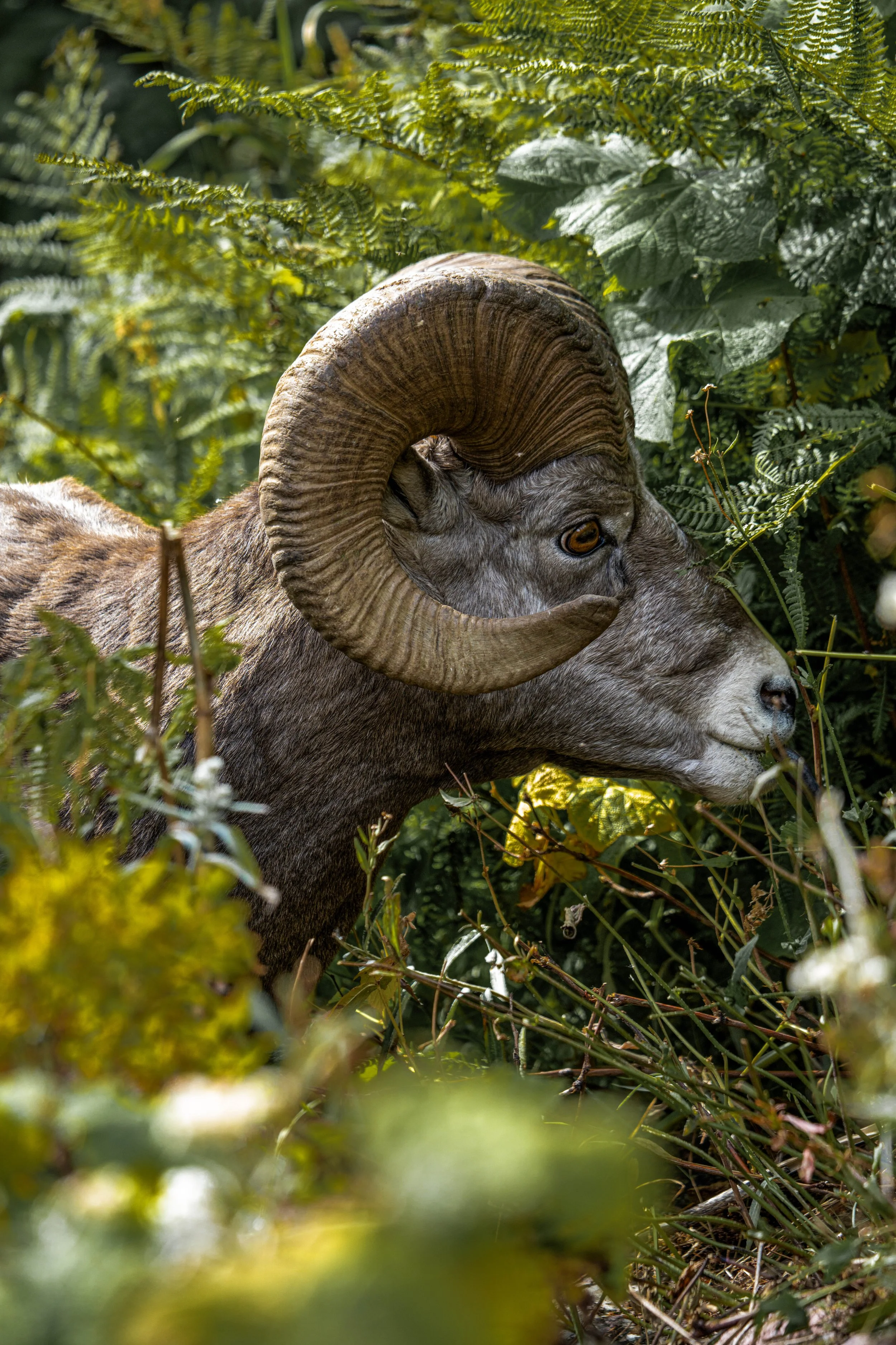 Glacier Big Horn Sheep
