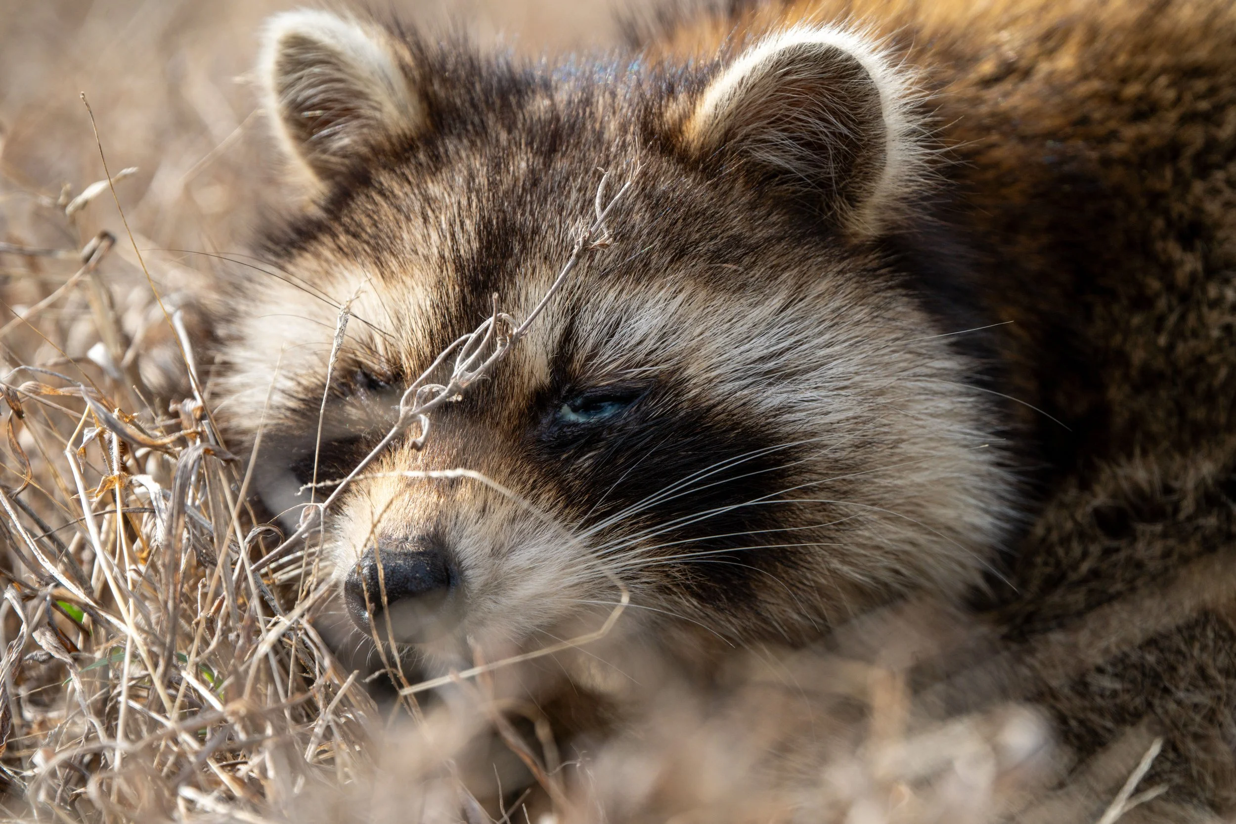 Raccoon