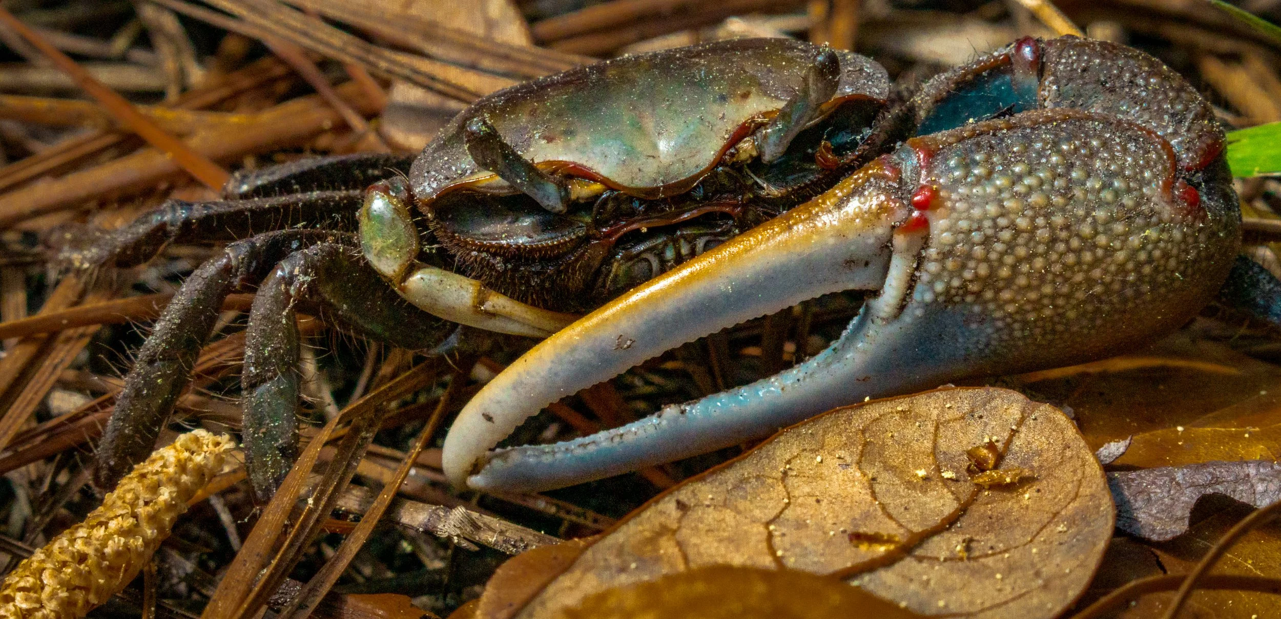 Fiddler Crab