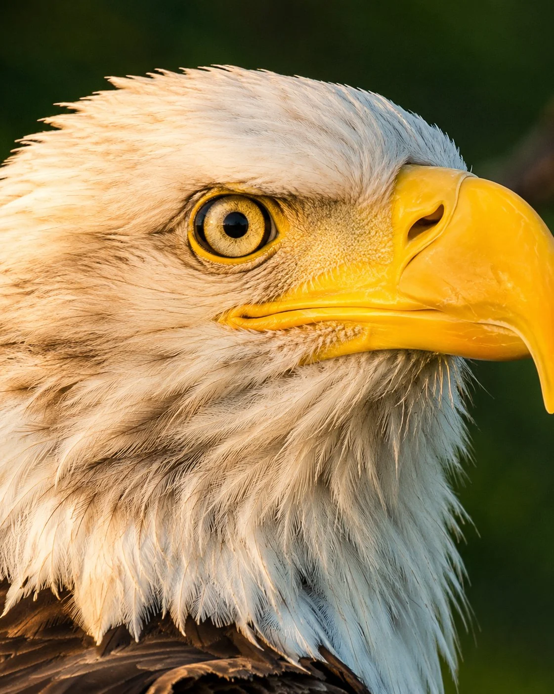 Jordan Lake Bald Eagle- Golden Hour from the Canoe