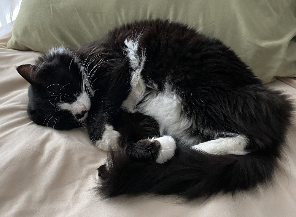 A black and white long-haired cat sleeping on a bed with a green pillow in the background.