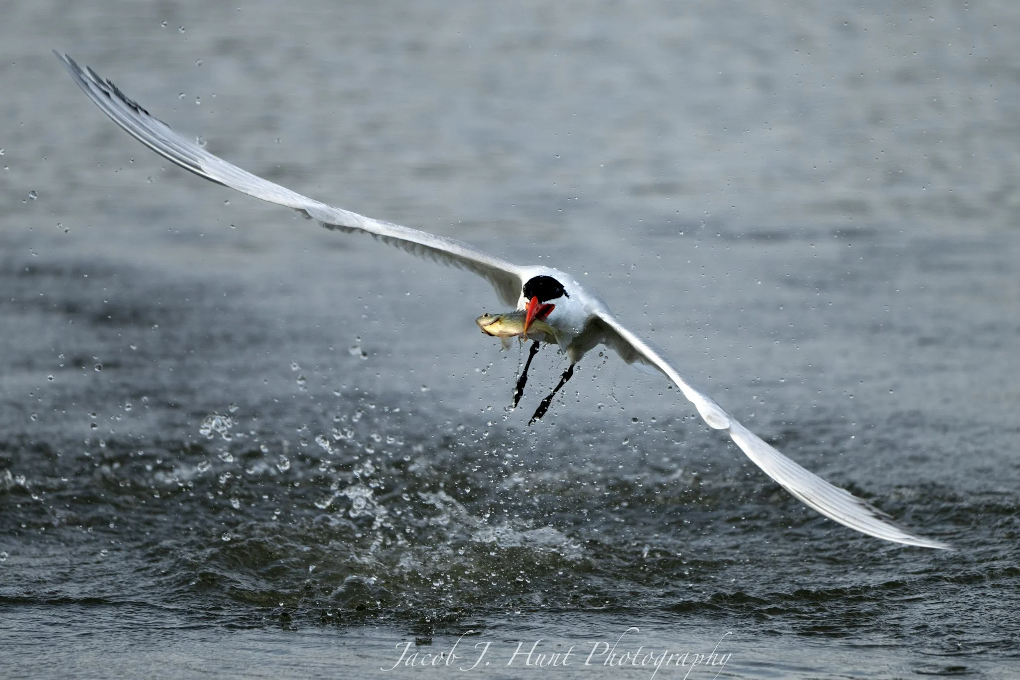tern w fish.jpg
