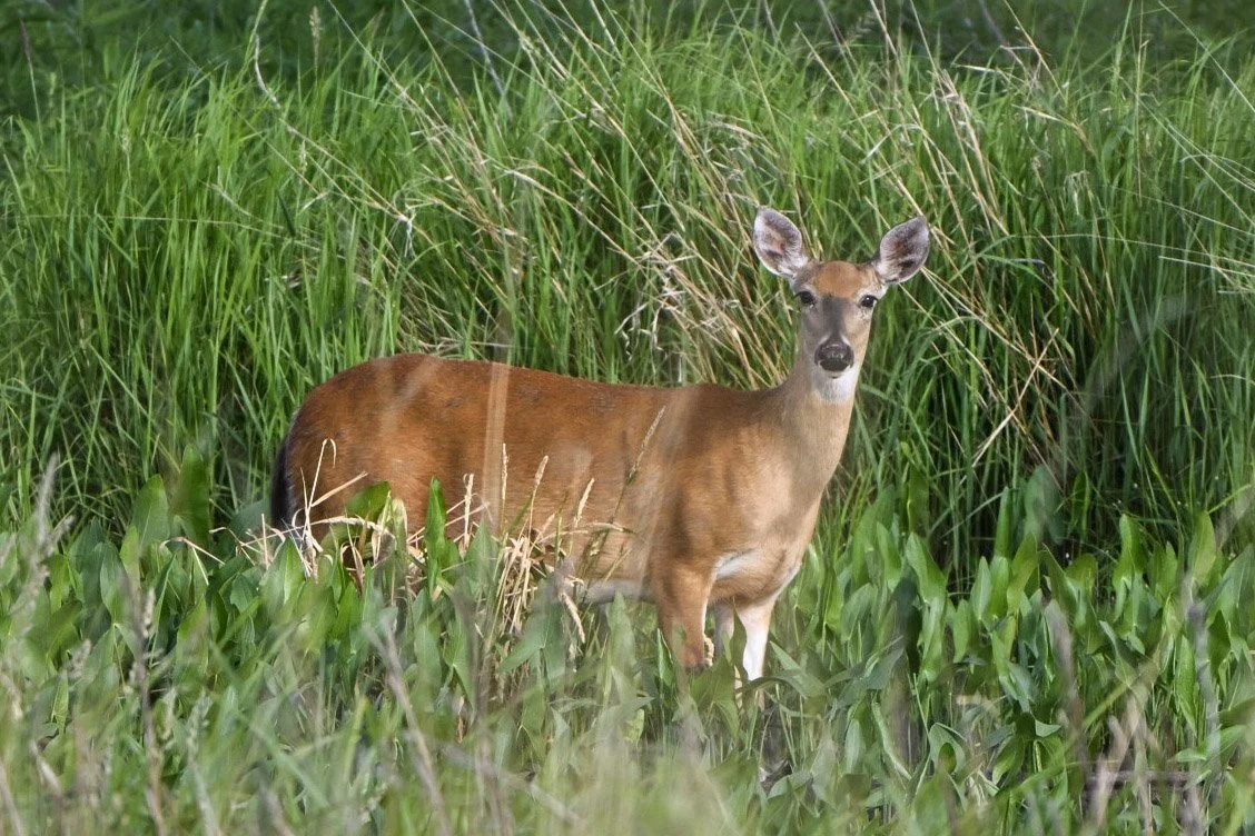 Deer