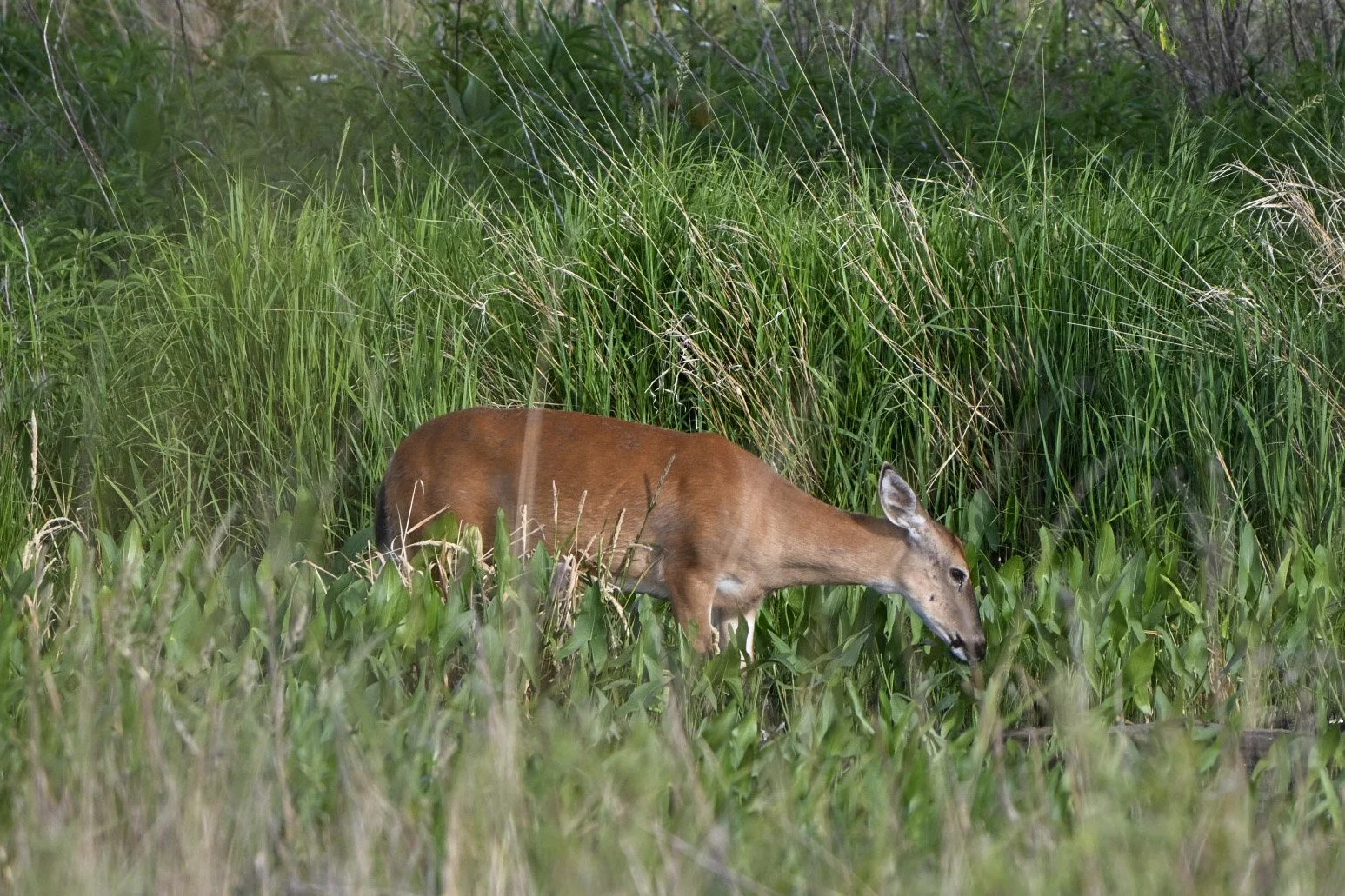Grassland deer 2.jpg