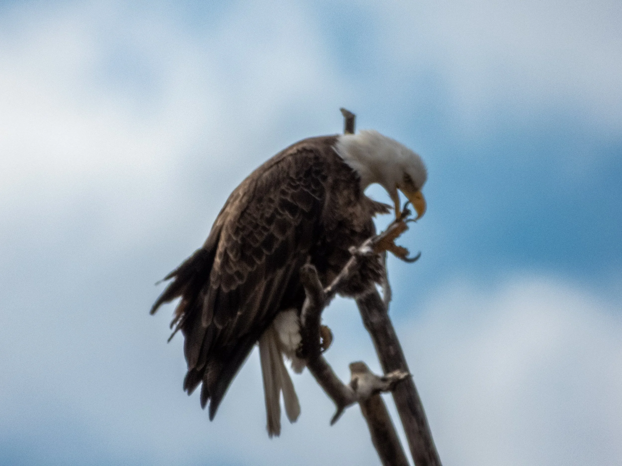 bald eagle scratch.jpg