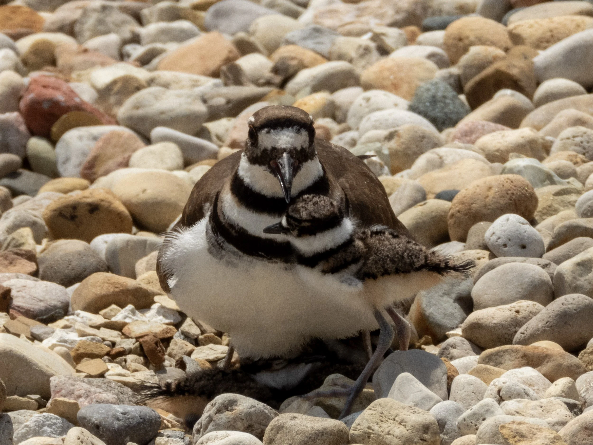 killdeer baby 2.jpg