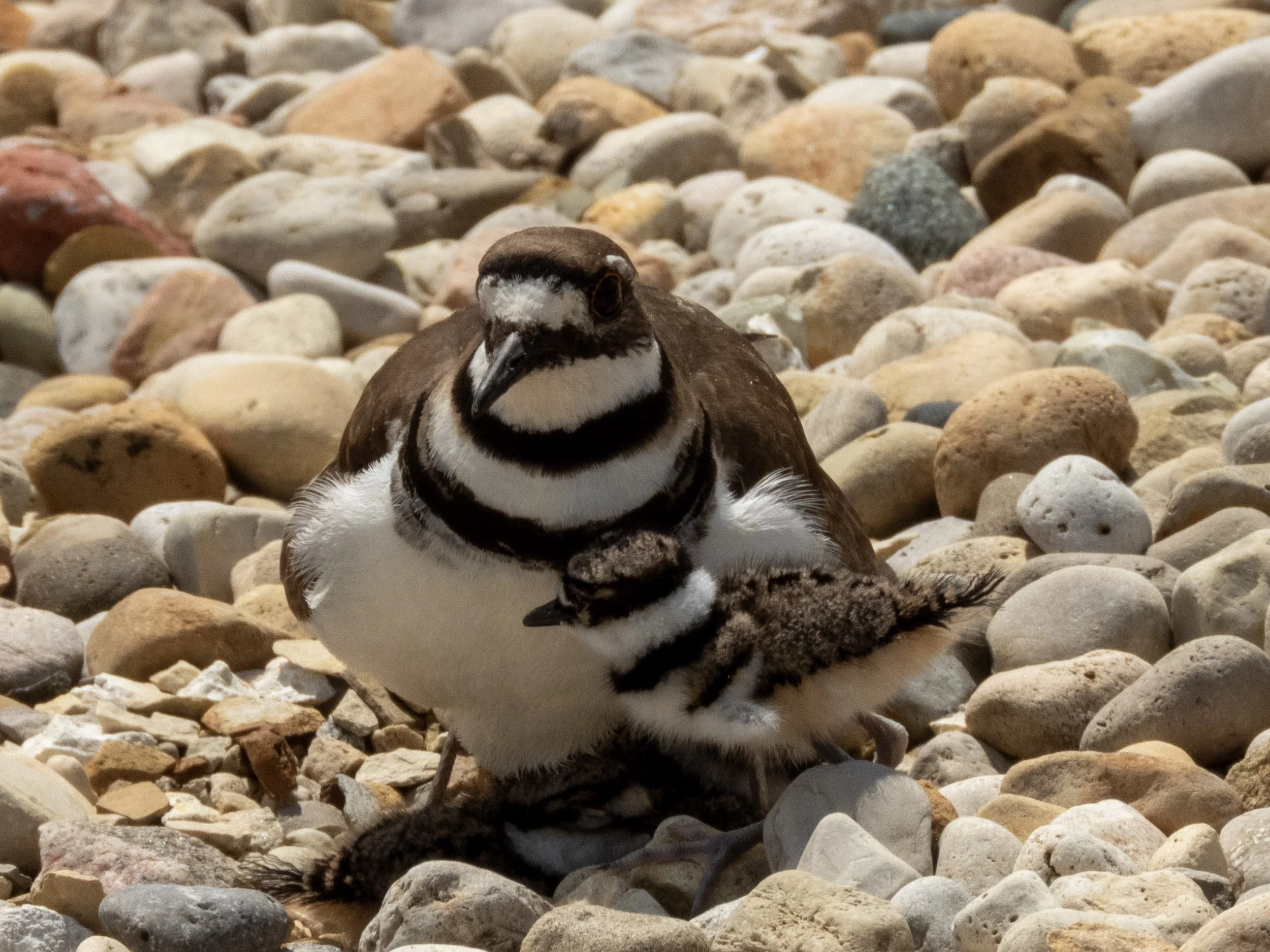 killdeer baby 1.jpg