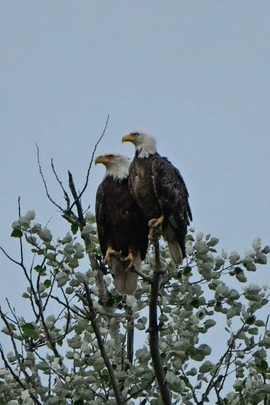 bald eagle pair.jpg