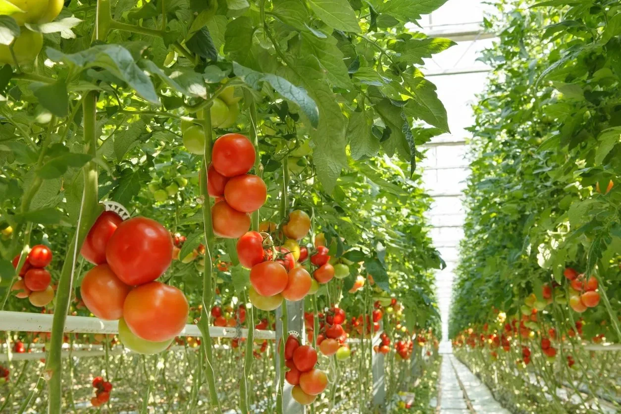 rows of tomato plants inside a greenhouse, with ripe red tomatoes hanging from the vine.