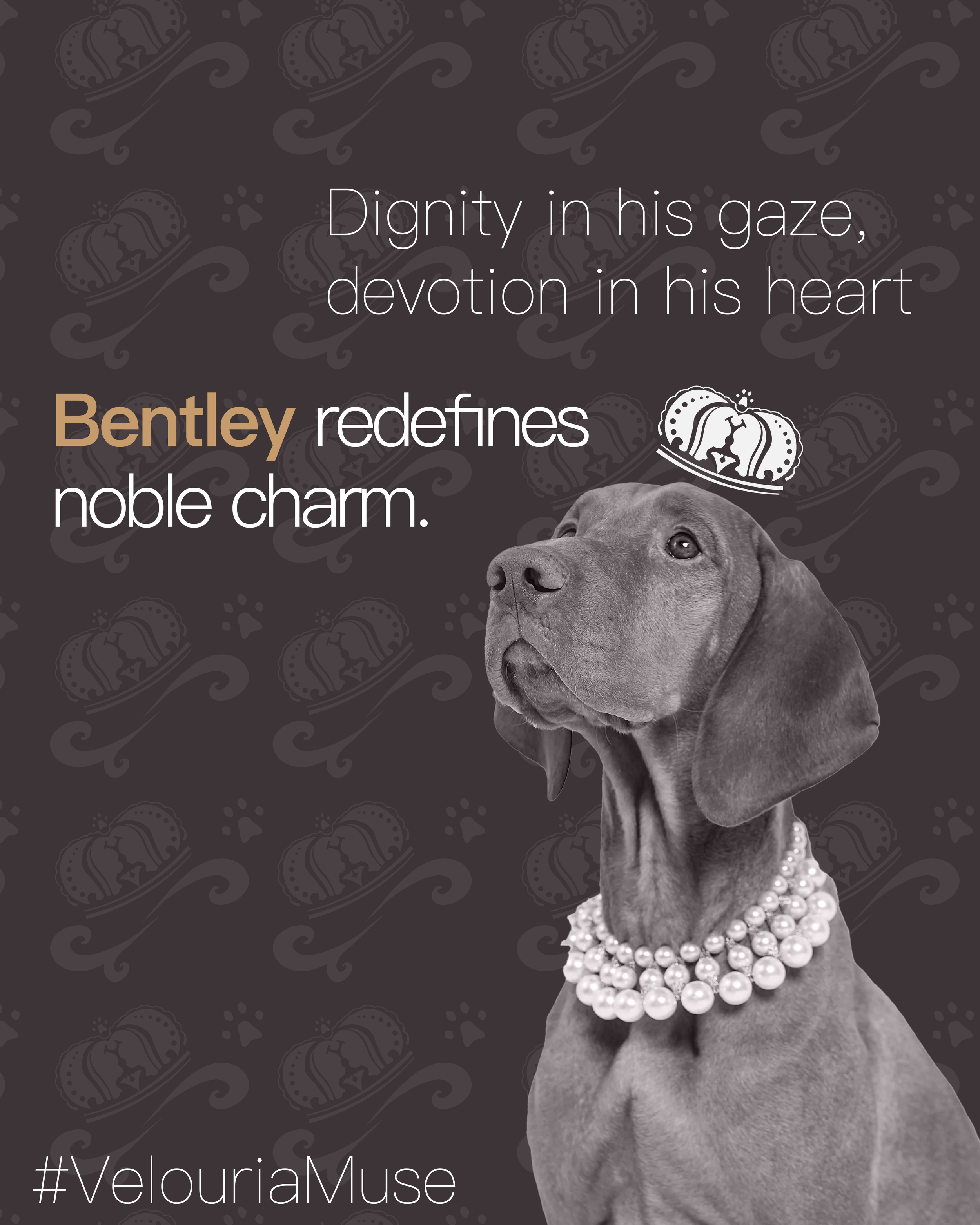 doggy-03.png