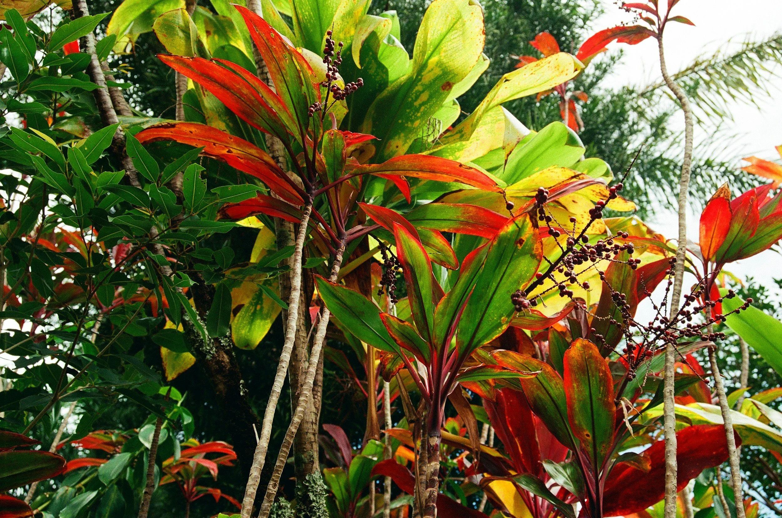 Close-up of various tropical foliage with red, green, and yellow leaves and small dark berries.
