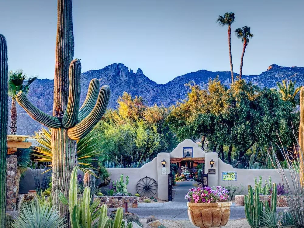 A desert garden with tall saguaro and palm trees, a mountain range in the background, and a white stucco wall with a gate, decorated with blooming flowers and a wagon wheel.