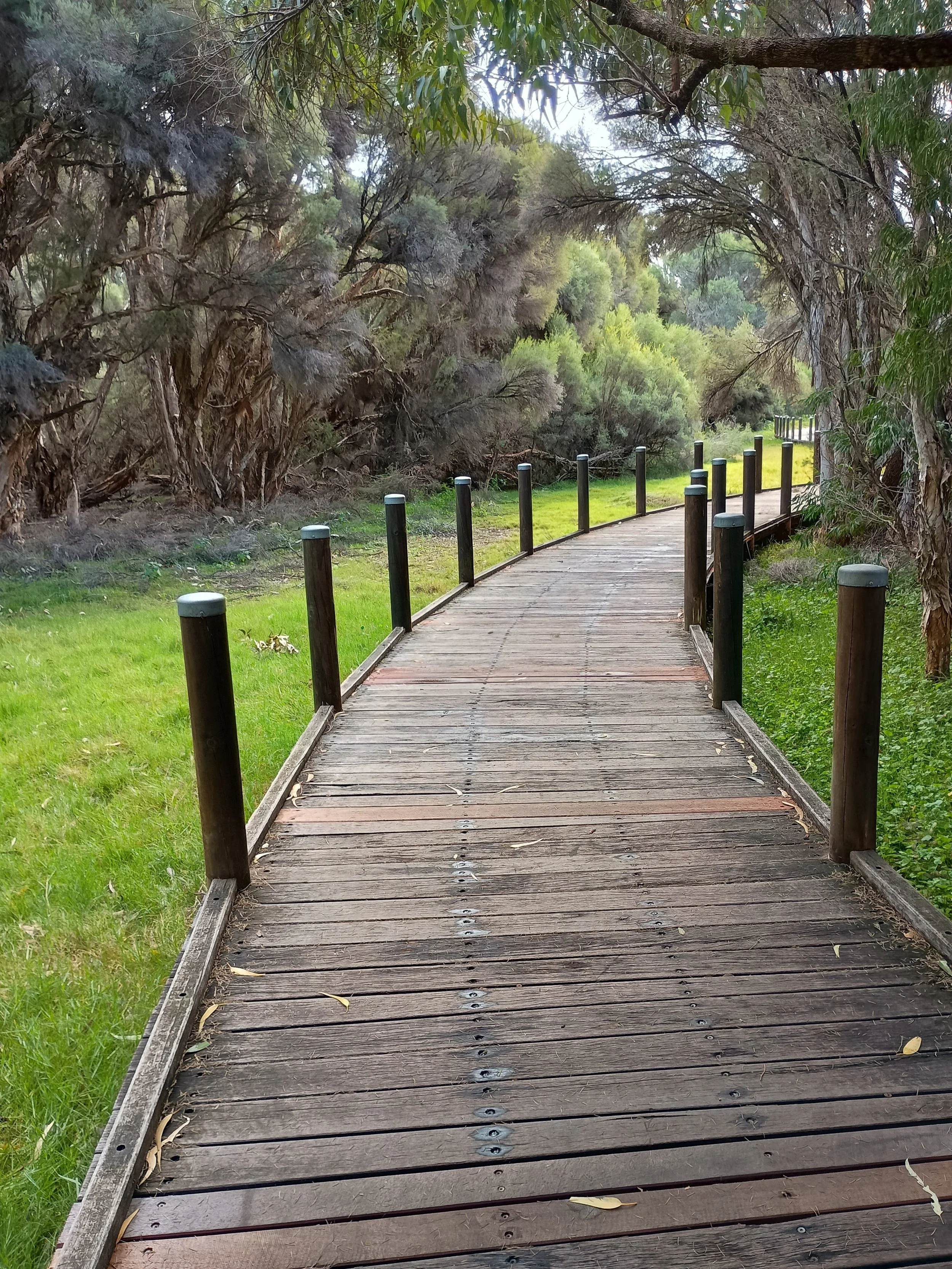 Wooden pathway winding through a green forest with trees on both sides.