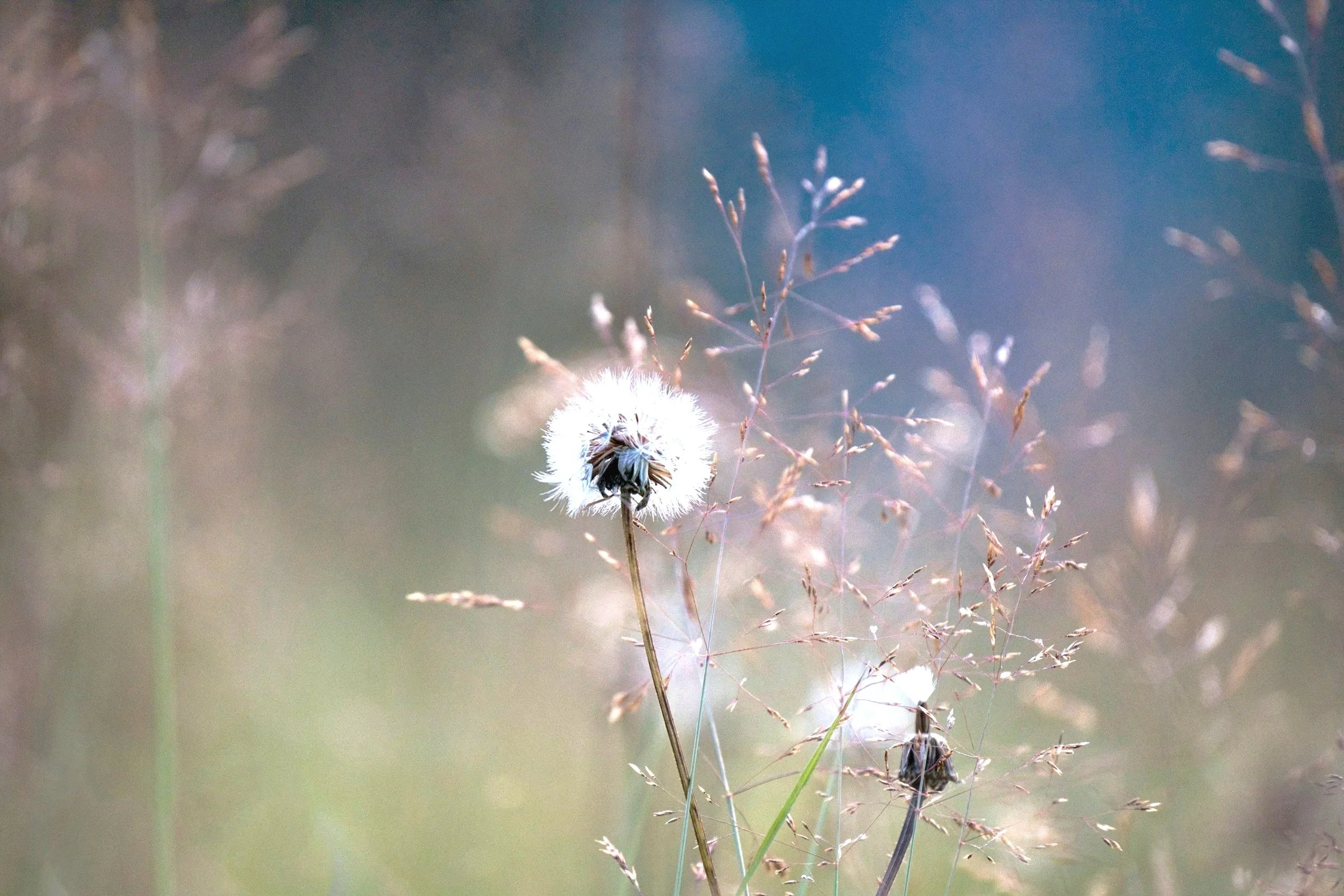 Dandelion