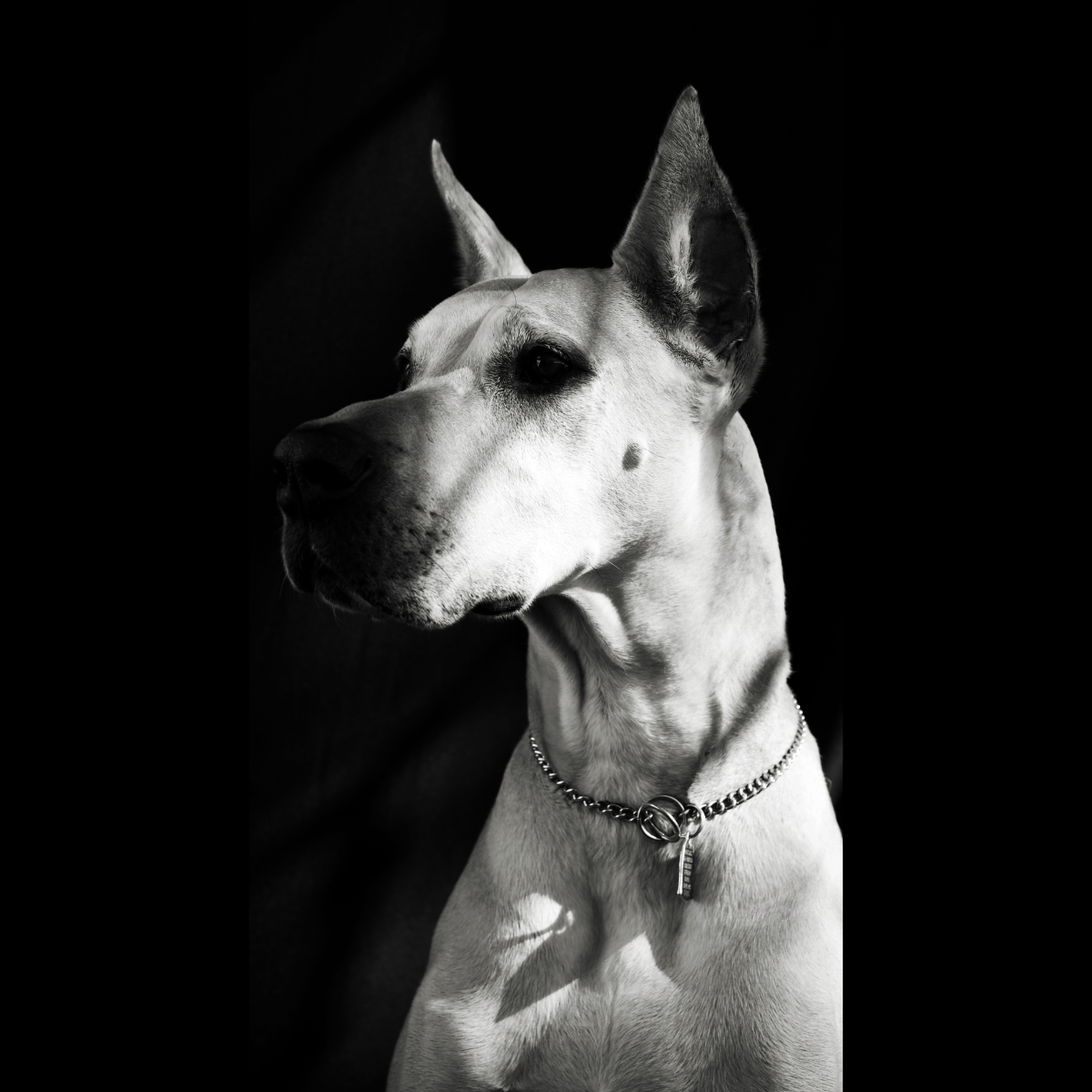 Black and white photo of handsome great dane head 