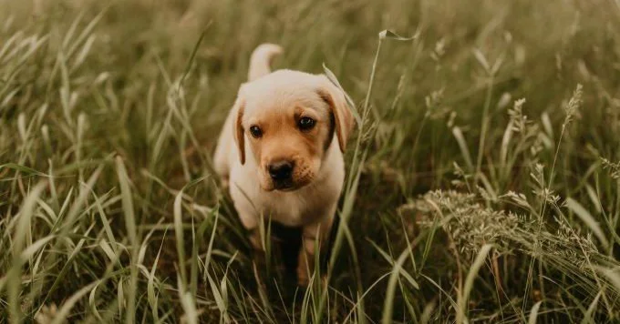 Tiny retriever puppy in tall grass