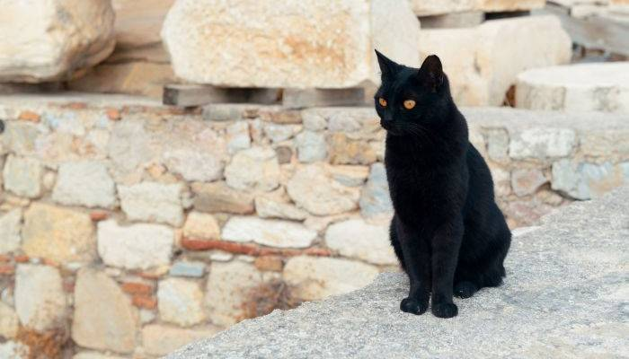 Black cat sitting by an ancient stone building