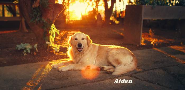 Pet names that mean “light.”