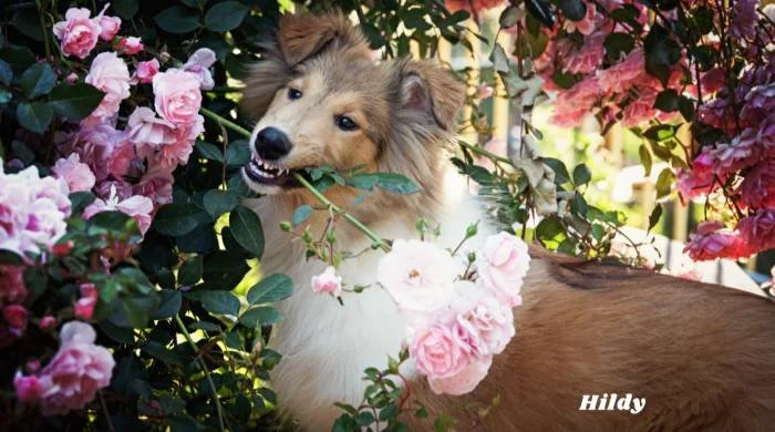 A collie standing in a rosebush with a rose in her mouth