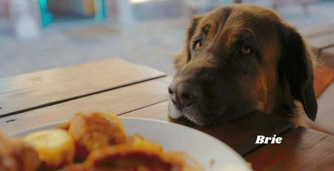 Food-inspired names for dogs and cats.