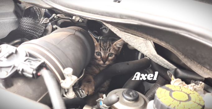 Names for cats found in car engines.