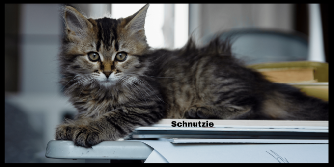 Names for the fluffy and cute.